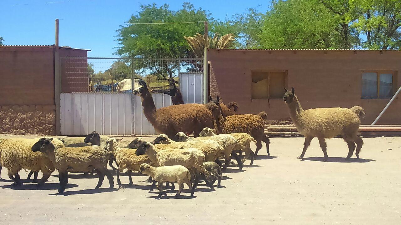 Cabana Laynaturi San Pedro de Atacama Exteriér fotografie